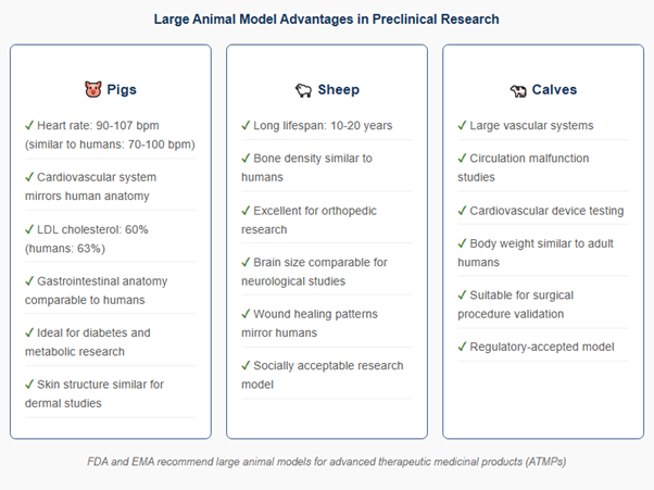 large animal model advantages