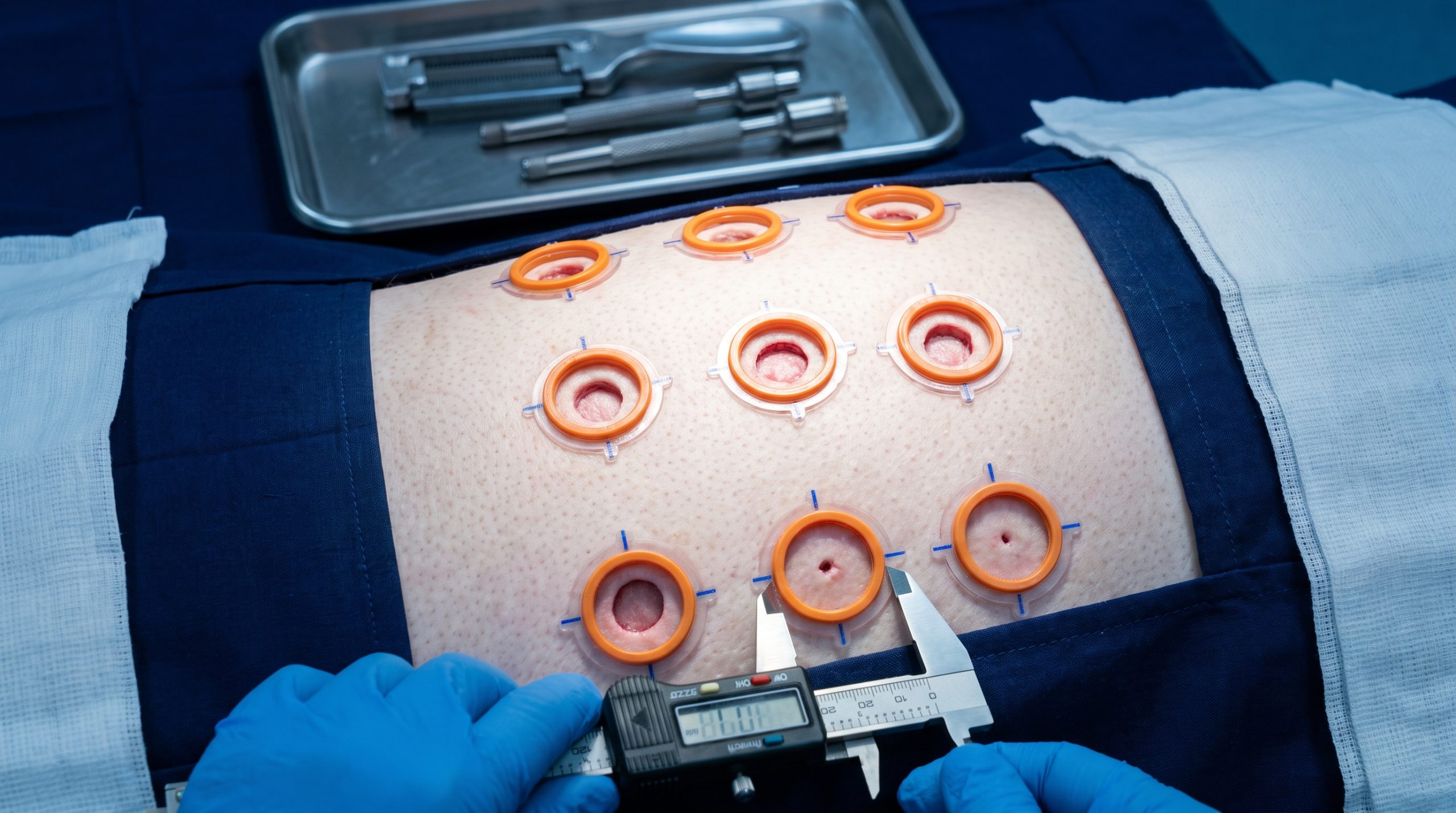 How many wounds per animal before data quality suffers