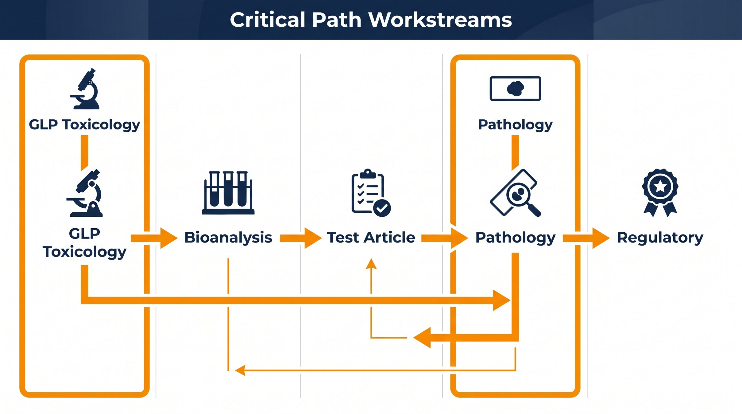 PreclinicalStudyTimelinePlanningNavigatingDrugDevelopmentfromLabtoINDSubmission